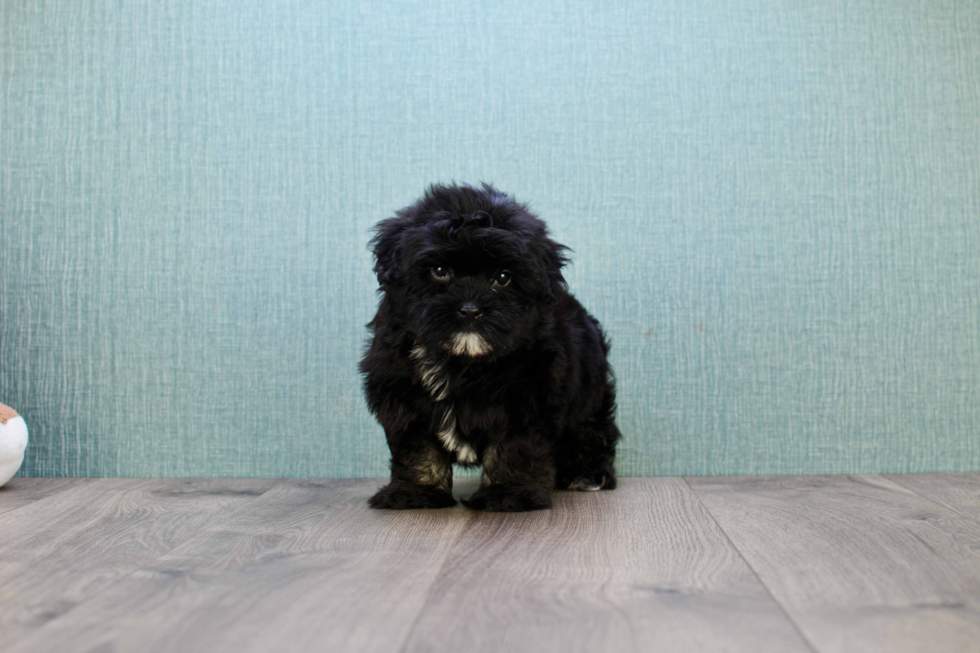 Akc Registered Havanese Purebred Pup