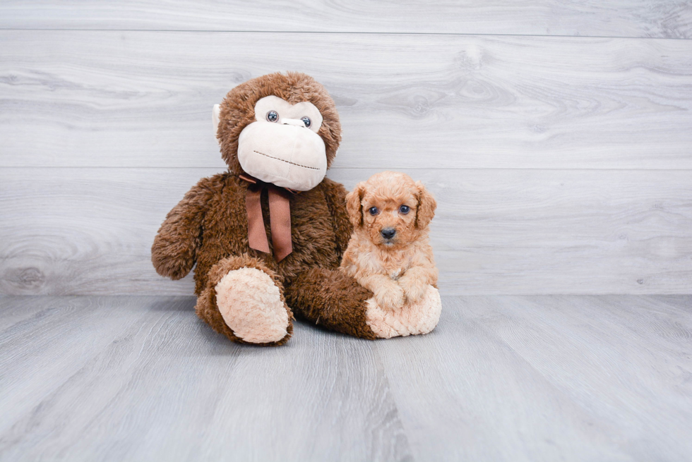 Small Cavapoo Baby