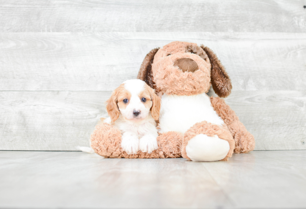 Cavapoo Puppy for Adoption