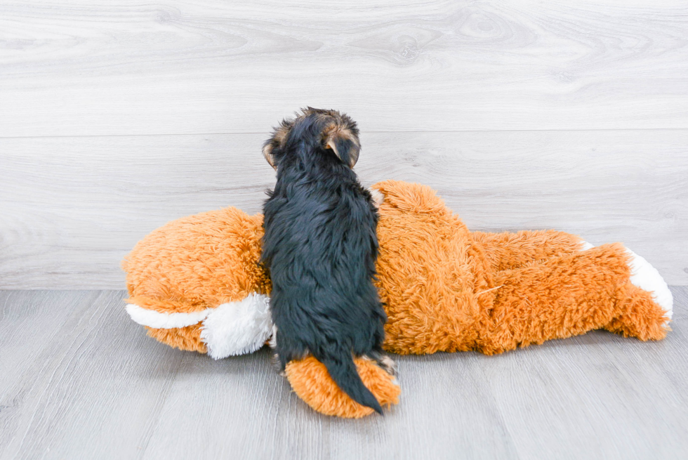 Little Yorkie Designer Puppy