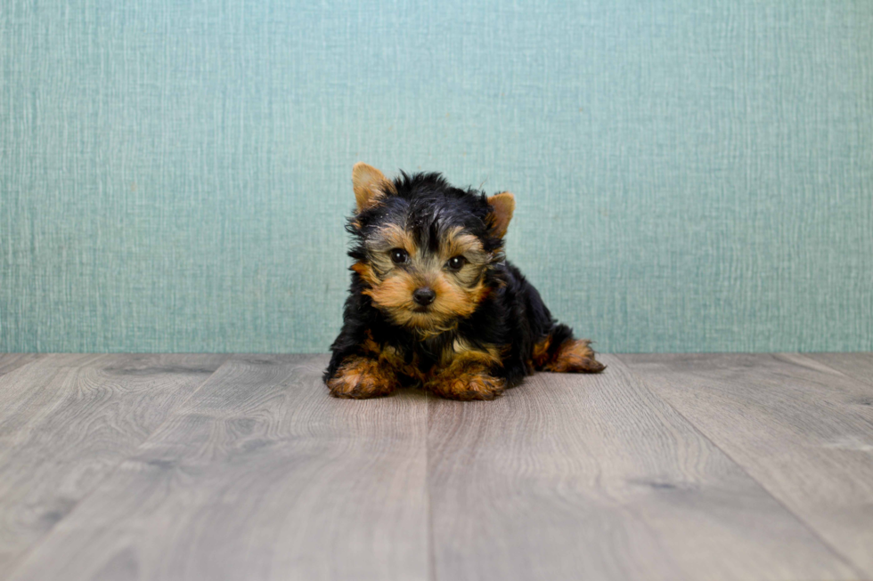 Meet Sebastian - our Yorkshire Terrier Puppy Photo 