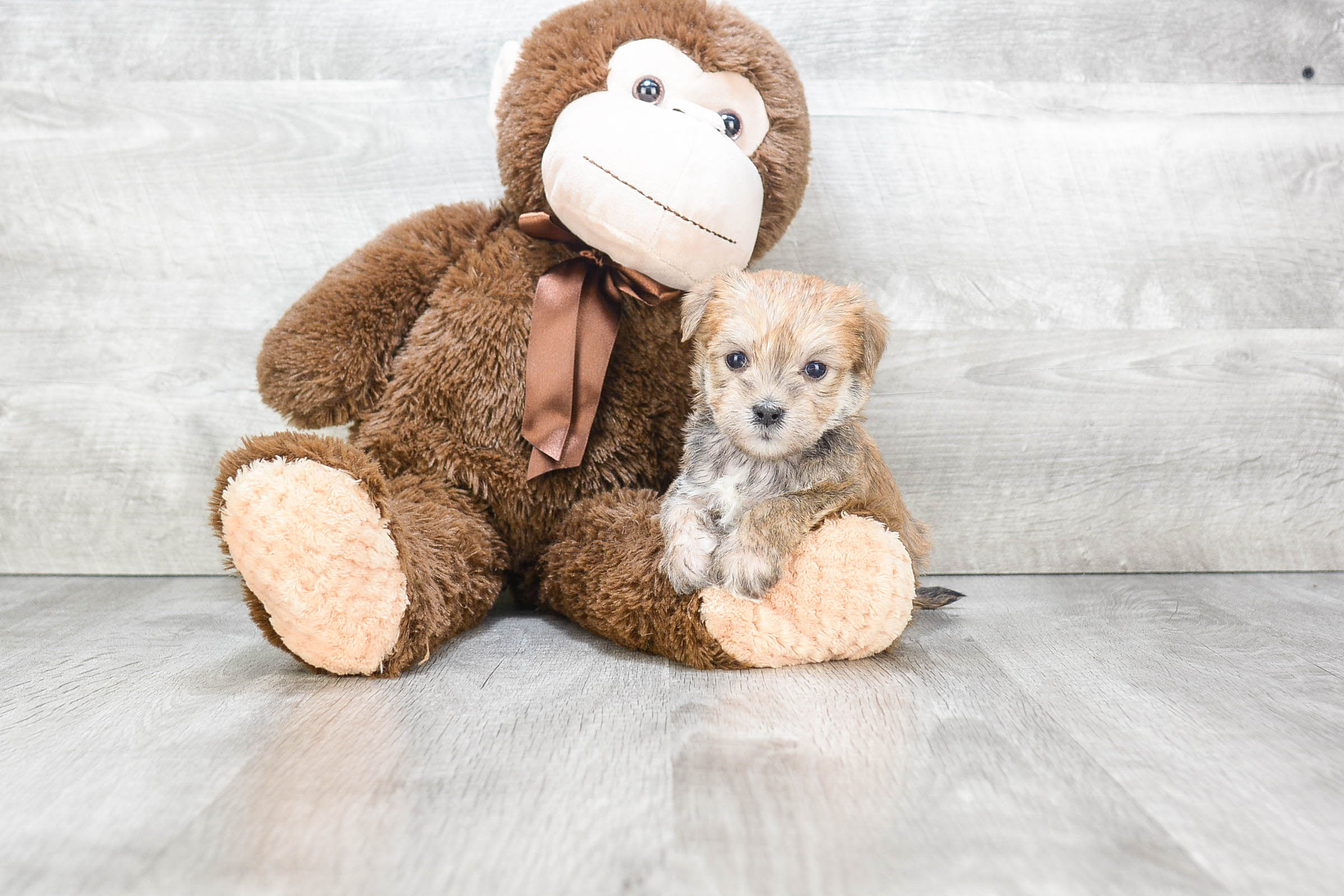 Sweet Morkie Baby