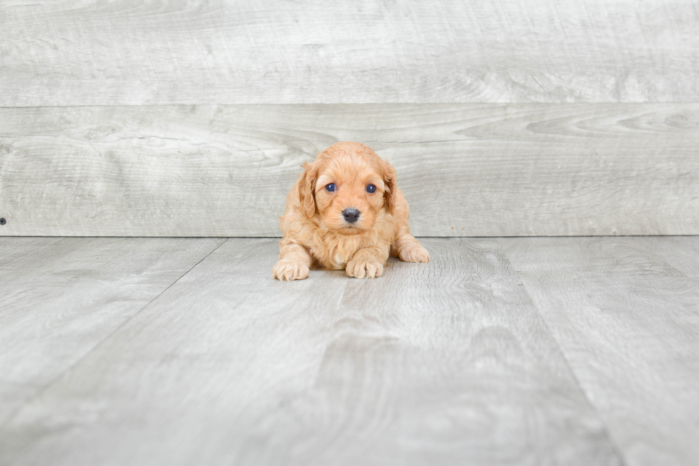 Funny Cavapoo Poodle Mix Pup