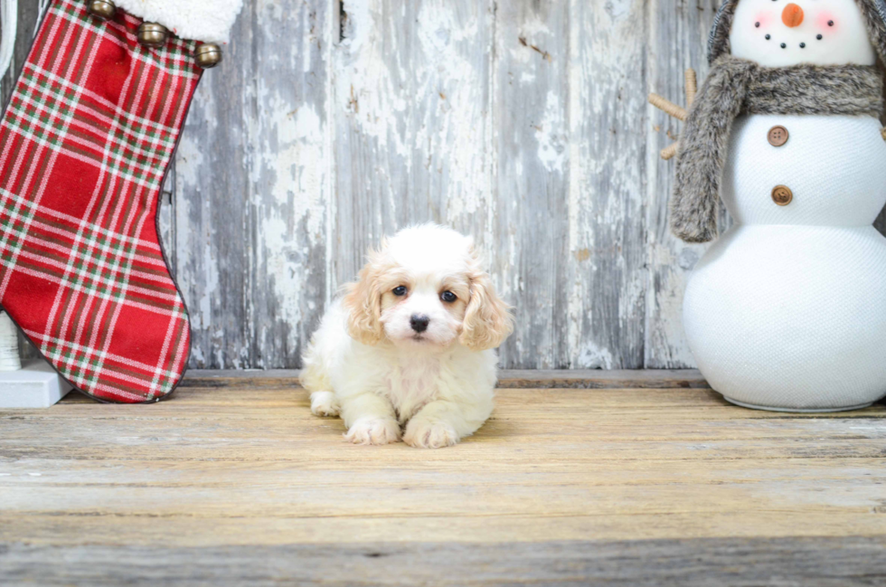 Popular Cavachon Designer Pup