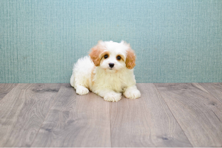 Best Cavachon Baby