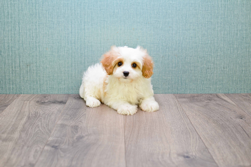 Best Cavachon Baby