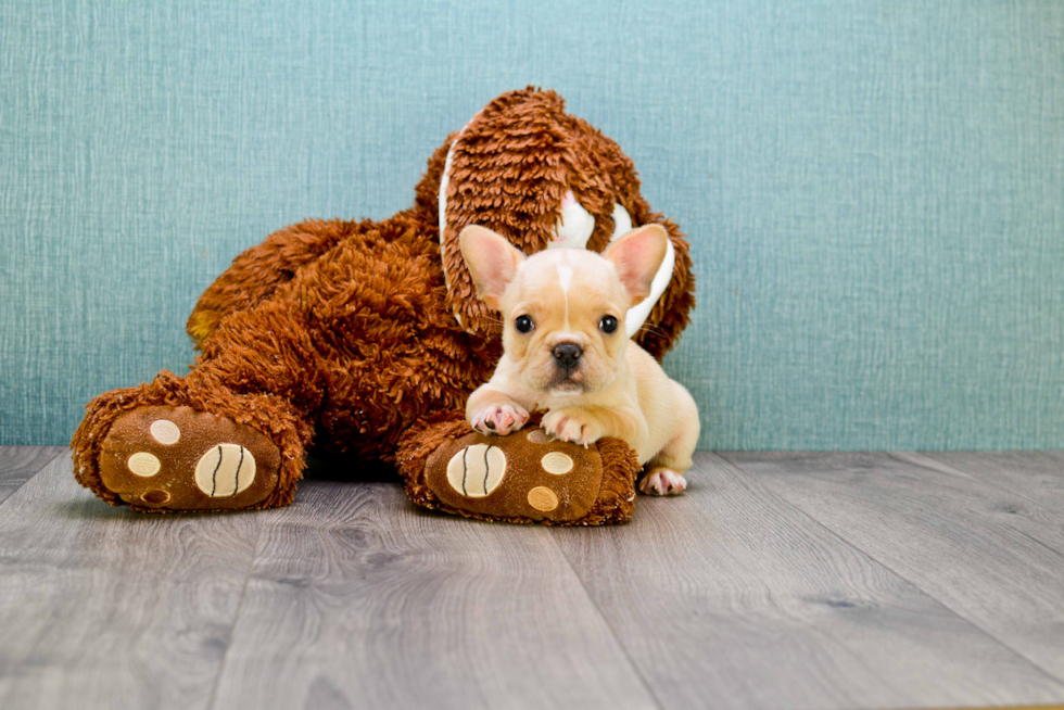 Funny French Bulldog Baby