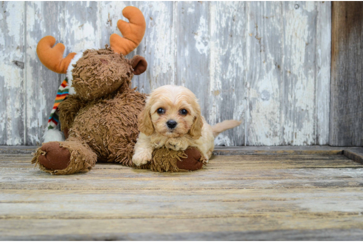 Adorable Cavalier Designer Puppy