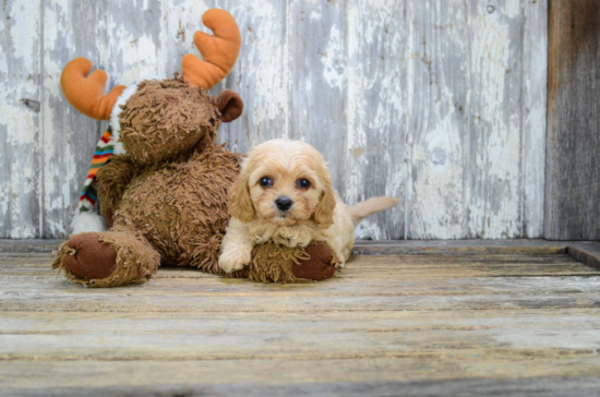 Adorable Cavalier Designer Puppy