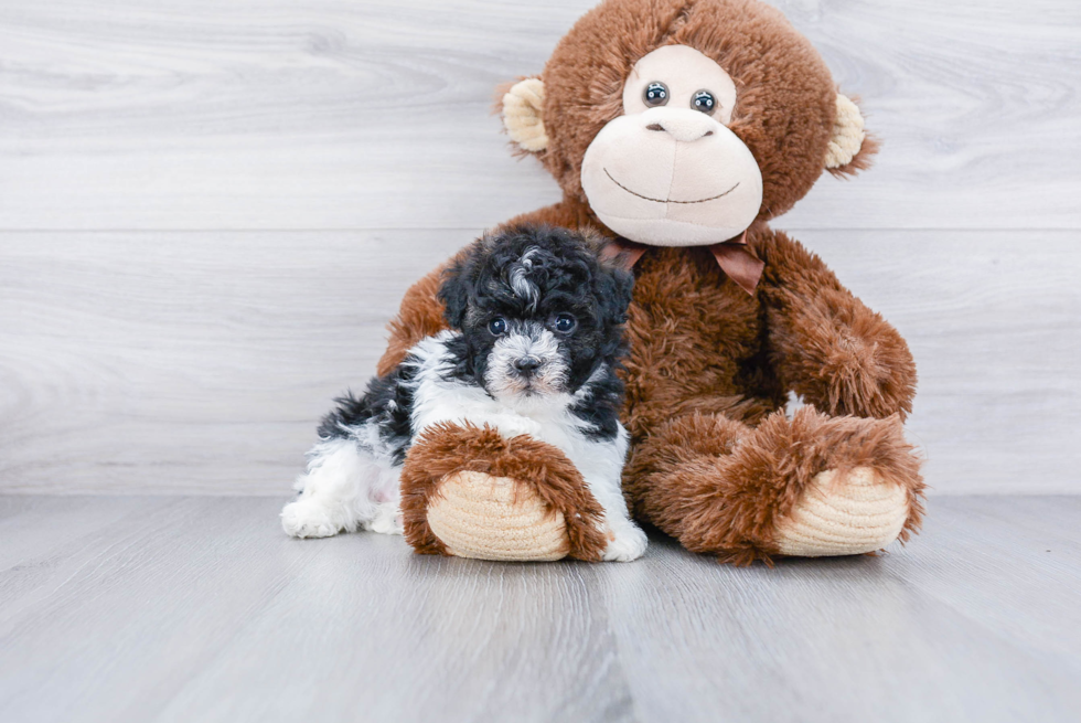 Best Havanese Baby