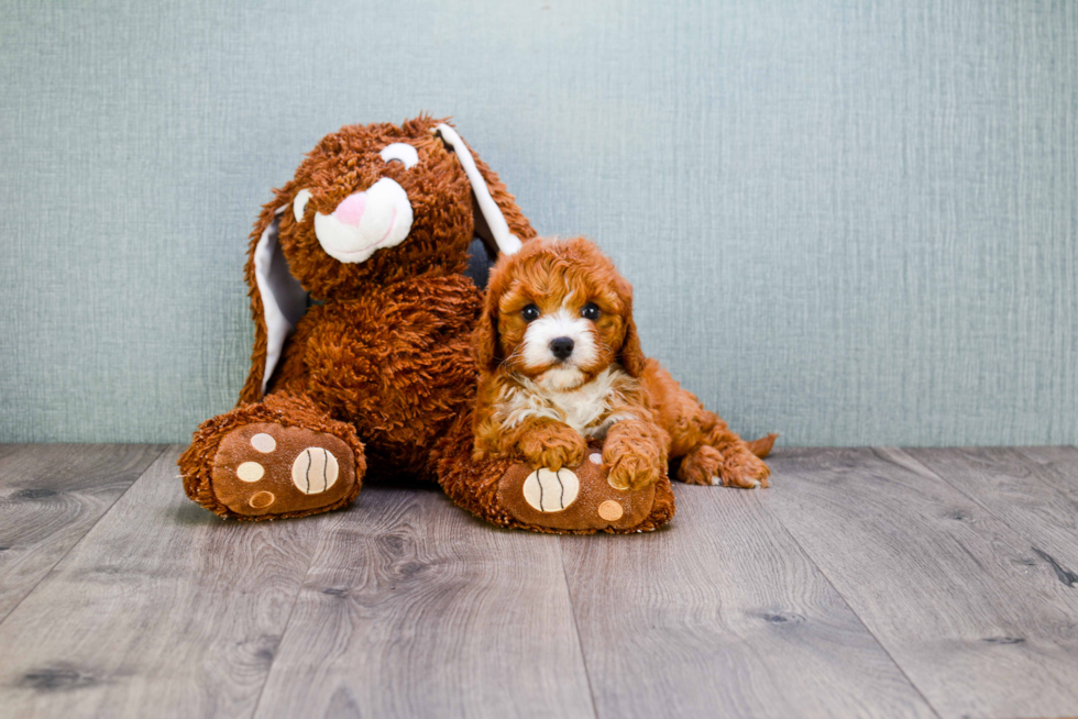 Energetic Cavoodle Poodle Mix Puppy