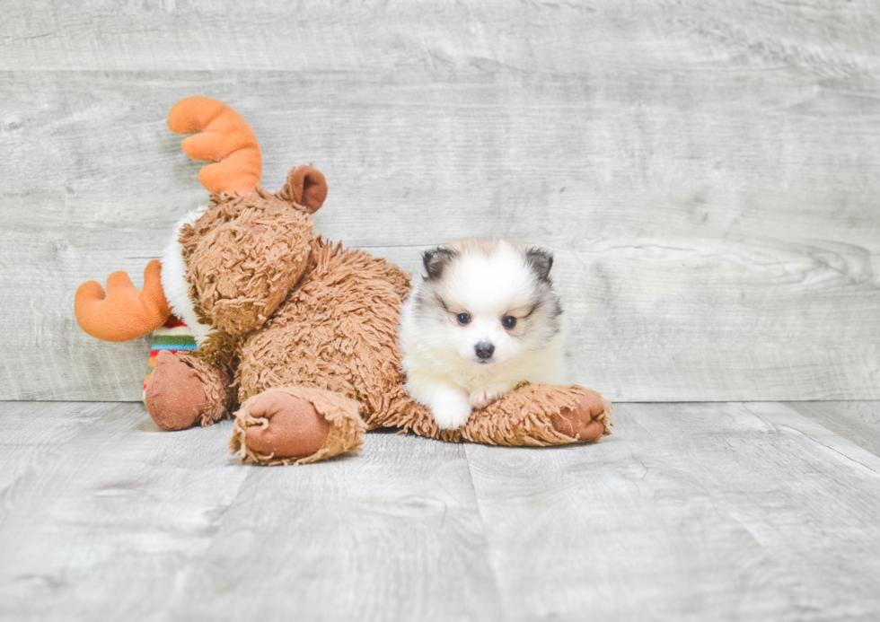 Fluffy Pomeranian Purebred Puppy