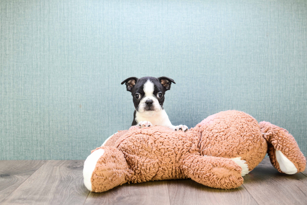 Small Boston Terrier Purebred Pup