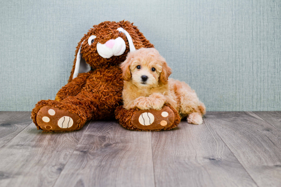 Little Maltese Poodle Poodle Mix Puppy