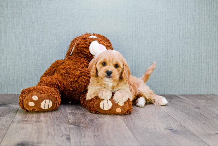 Little Cavoodle Poodle Mix Puppy