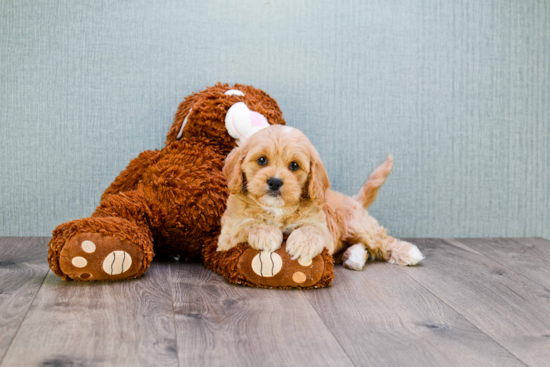 Little Cavoodle Poodle Mix Puppy