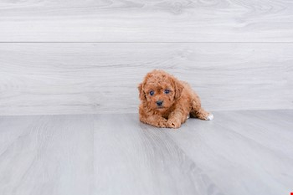 Friendly Cavapoo Baby