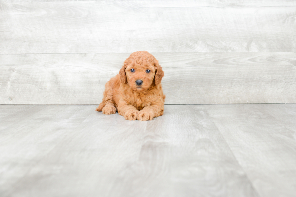 Best Mini Goldendoodle Baby