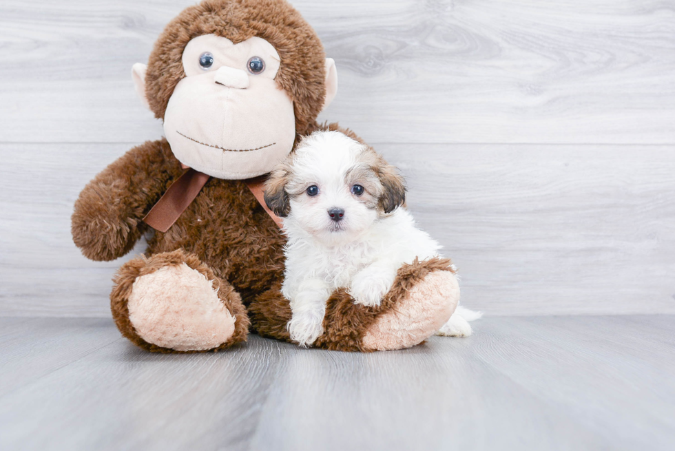 Fluffy Teddy Bear Designer Pup