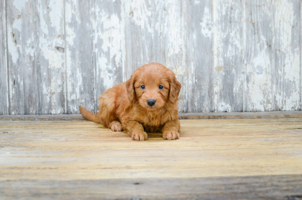 Mini Goldendoodle Puppy for Adoption