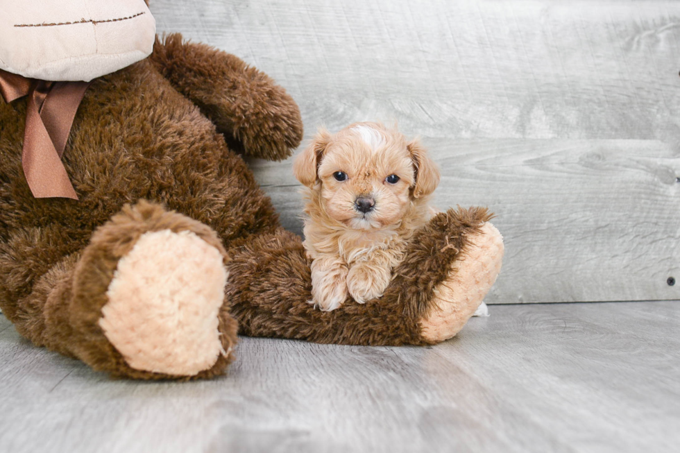 Maltipoo Puppy for Adoption