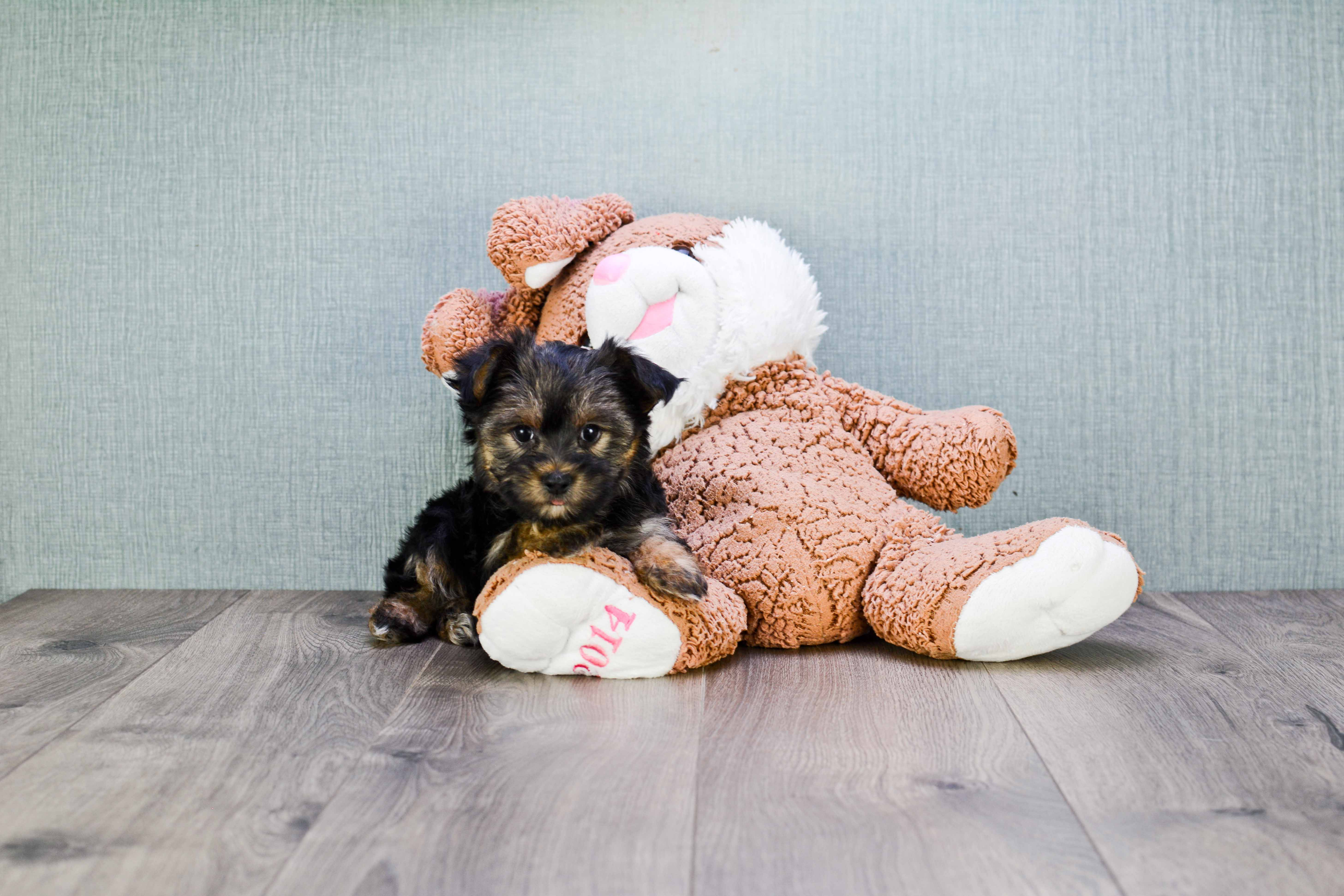 Morkie Pup Being Cute