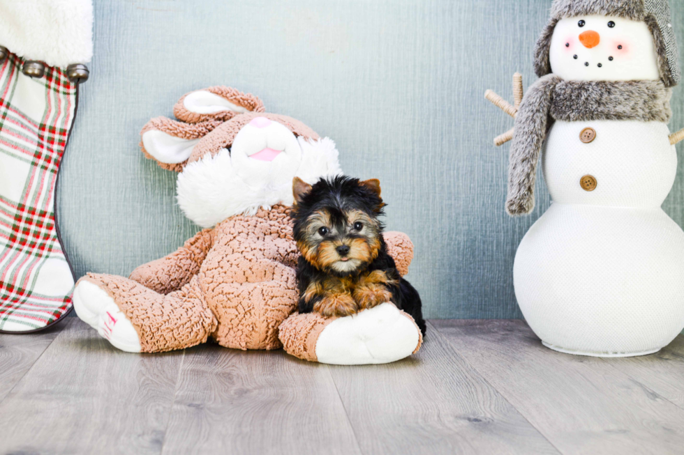 Meet Tinkerbell - our Yorkshire Terrier Puppy Photo 