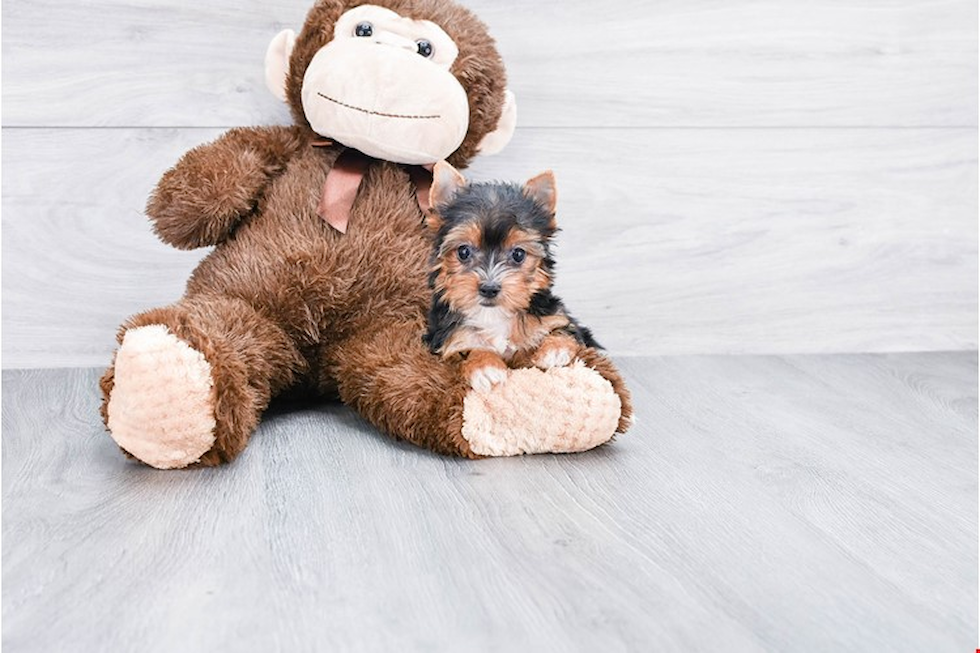 Meet Tinkerbell - our Yorkshire Terrier Puppy Photo 