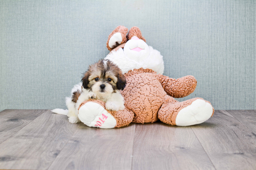 Happy Teddy Bear Baby