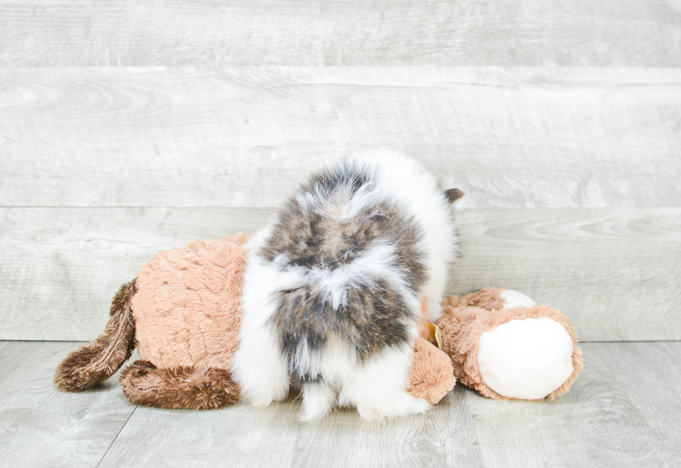 Fluffy Pomeranian Purebred Puppy