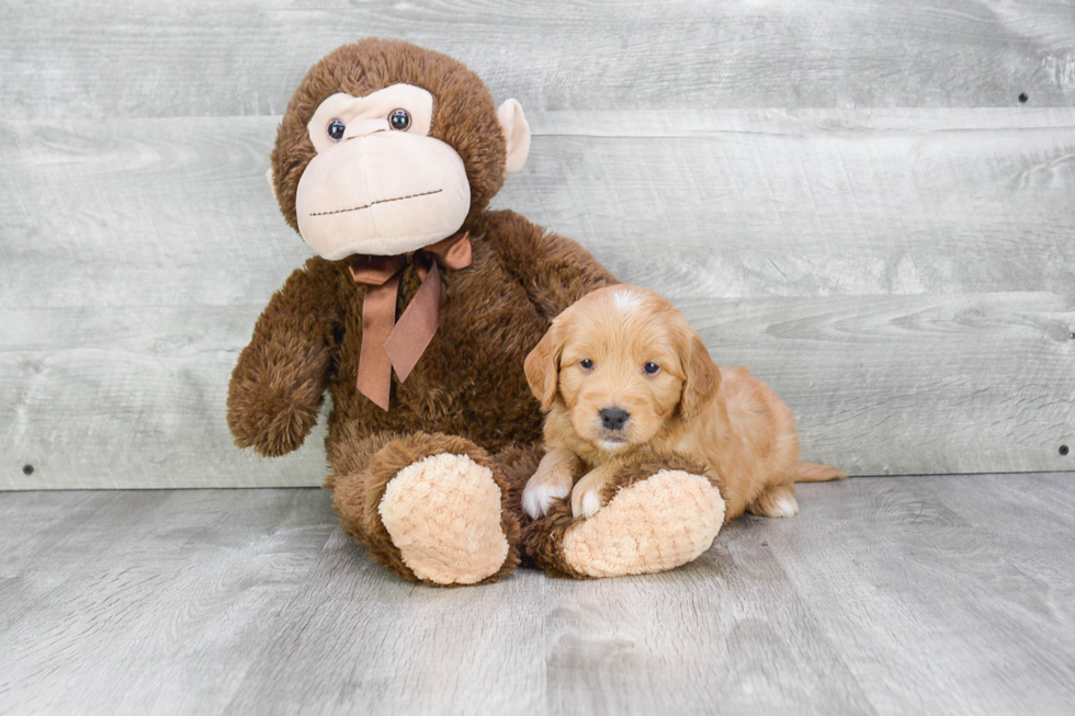 Happy Mini Goldendoodle Baby