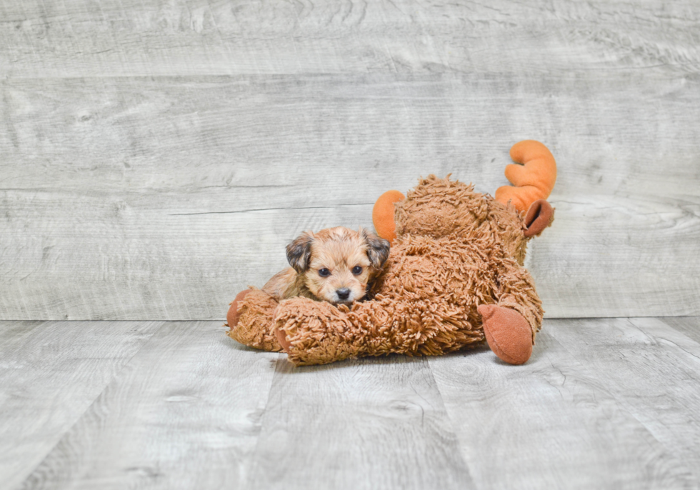 Happy Morkie Baby