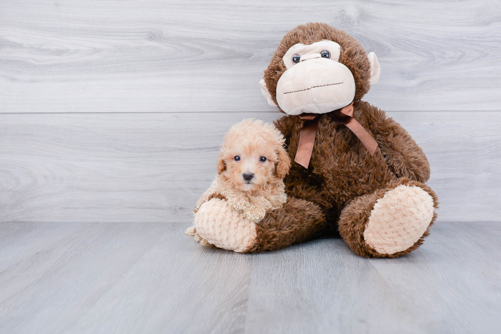 Energetic Maltepoo Poodle Mix Puppy