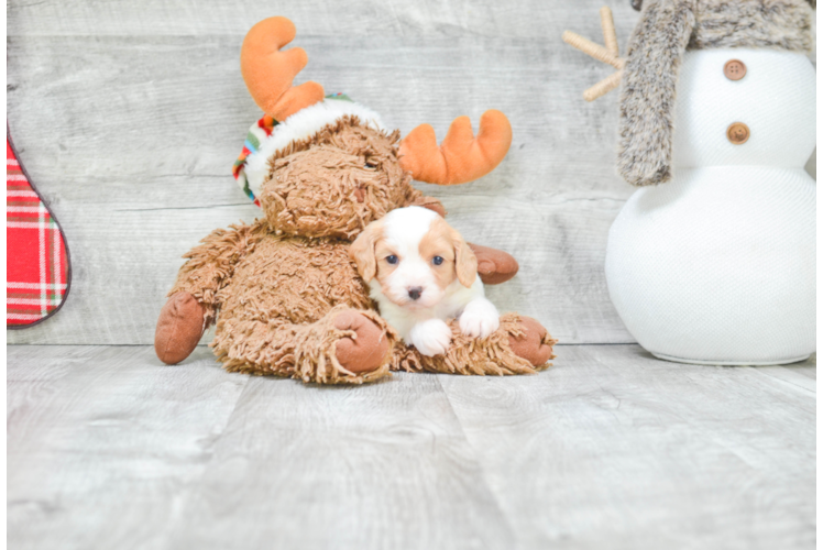 Cavachon Pup Being Cute