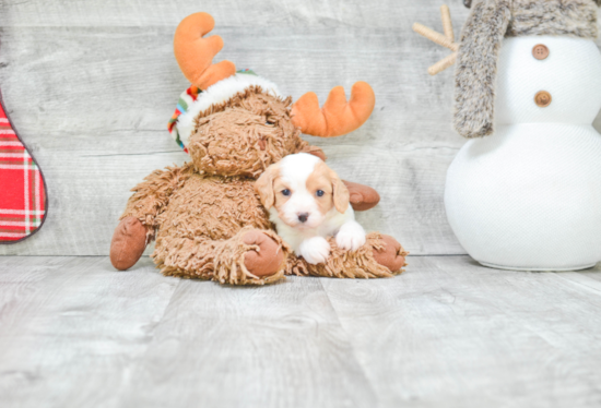 Cavachon Pup Being Cute