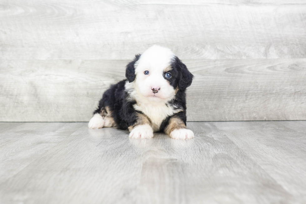 Mini Bernedoodle Pup Being Cute