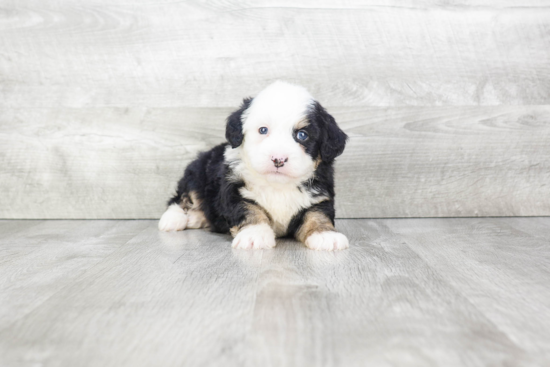 Mini Bernedoodle Pup Being Cute