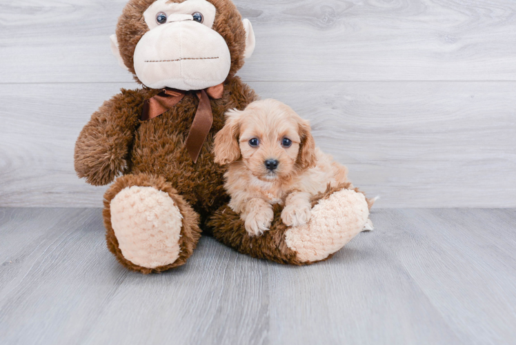 Cavapoo Pup Being Cute