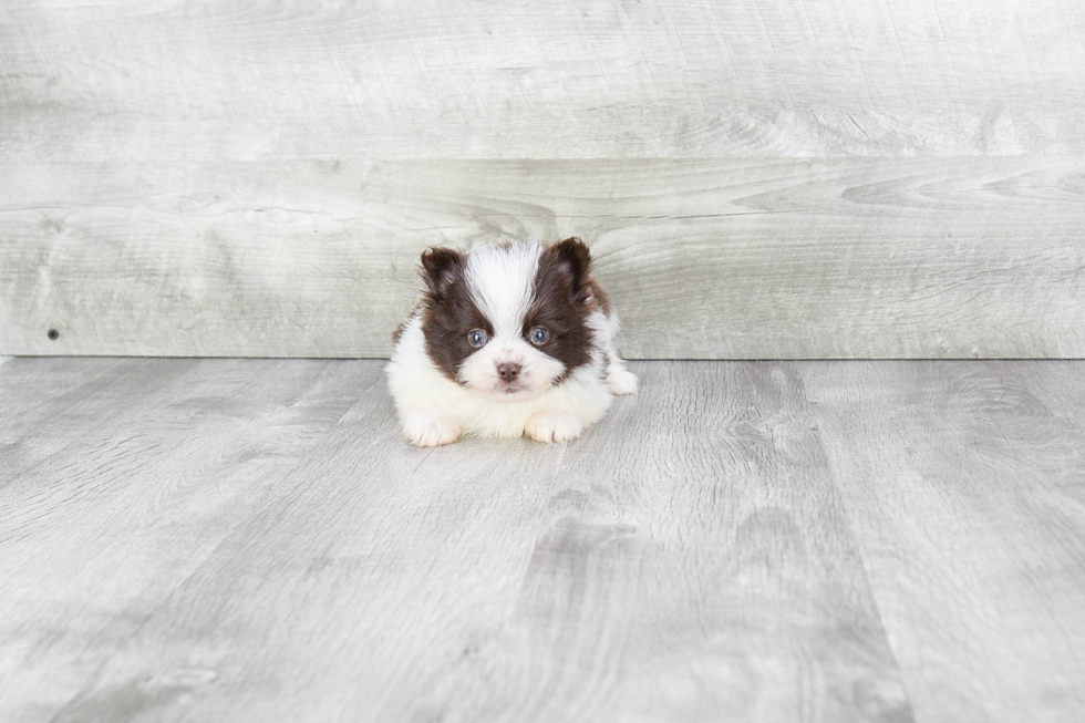 Happy Pomeranian Purebred Puppy