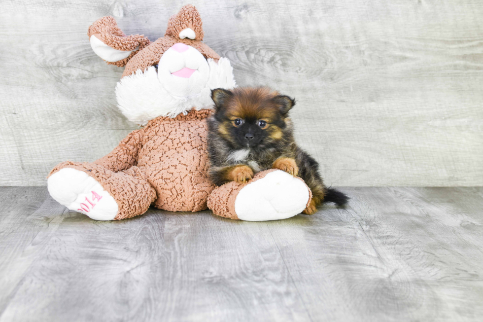 Sweet Pomeranian Purebred Puppy