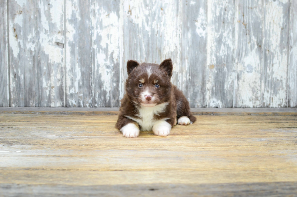 Playful Mini Husky Designer Puppy