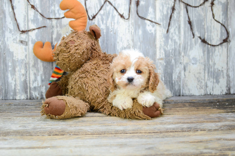 Popular Cavachon Designer Pup