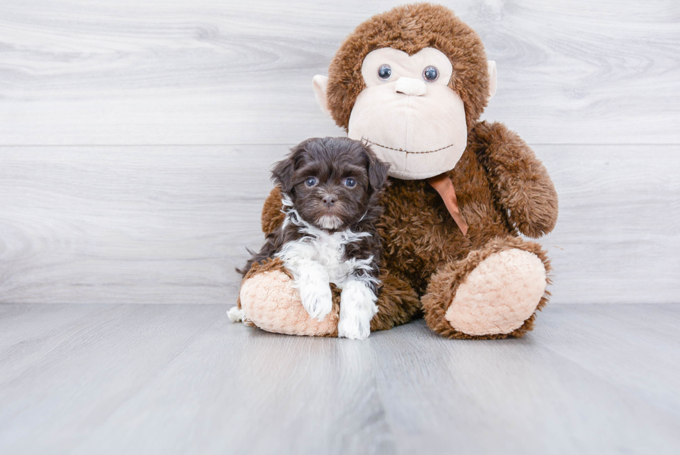 Havanese Pup Being Cute