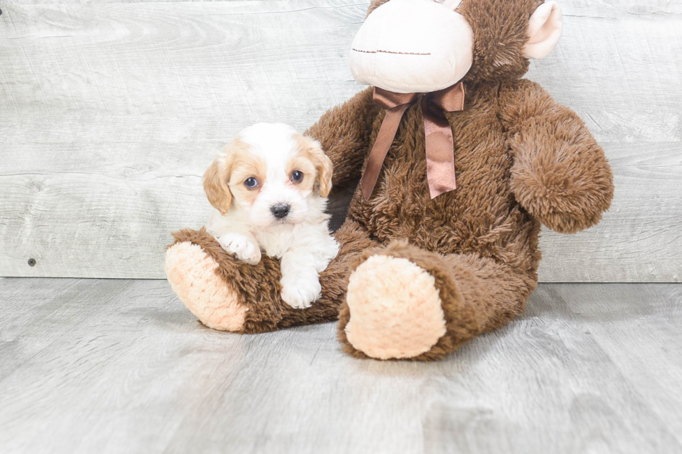 Small Cavachon Baby