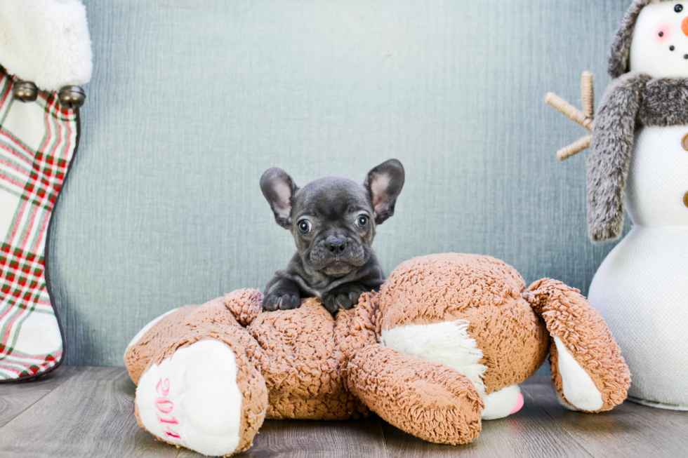 French Bulldog Pup Being Cute