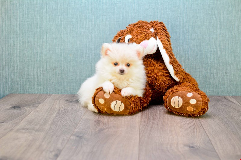 Pomeranian Puppy for Adoption