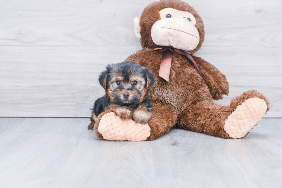 Meet Twinkle - our Yorkshire Terrier Puppy Photo 