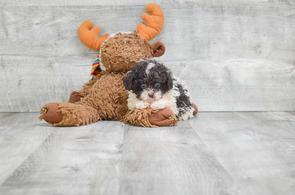 Fluffy Pudle Purebred Puppy