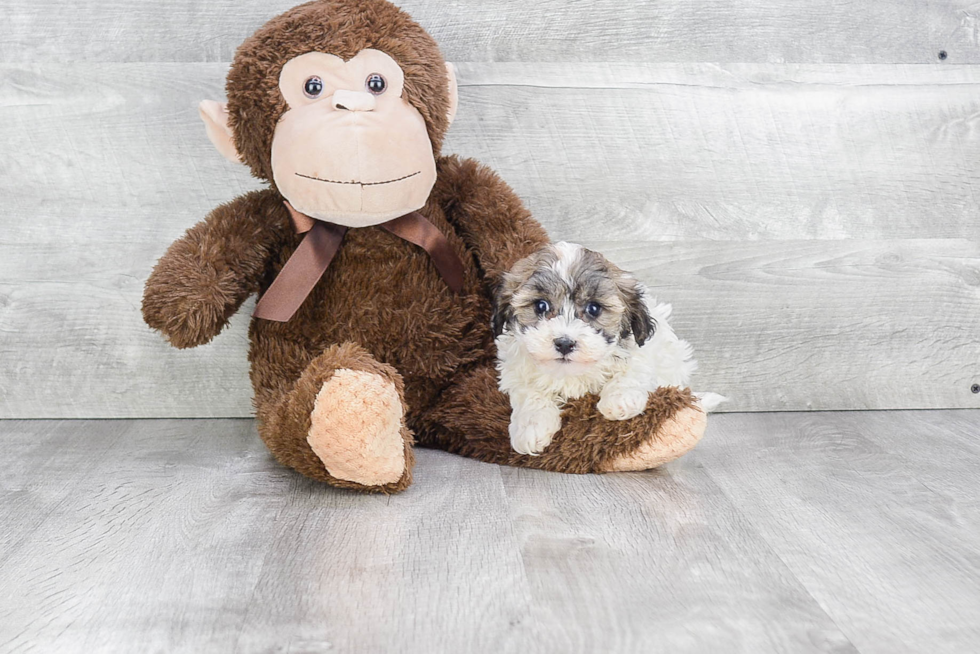 Popular Havanese Purebred Pup