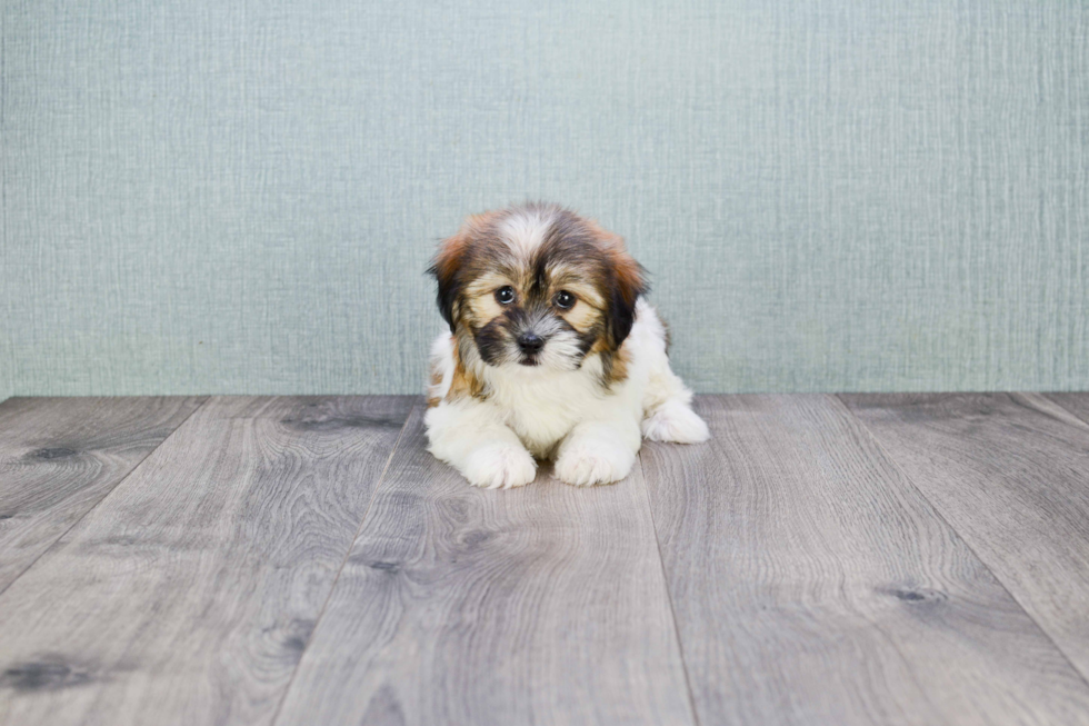 Teddy Bear Pup Being Cute